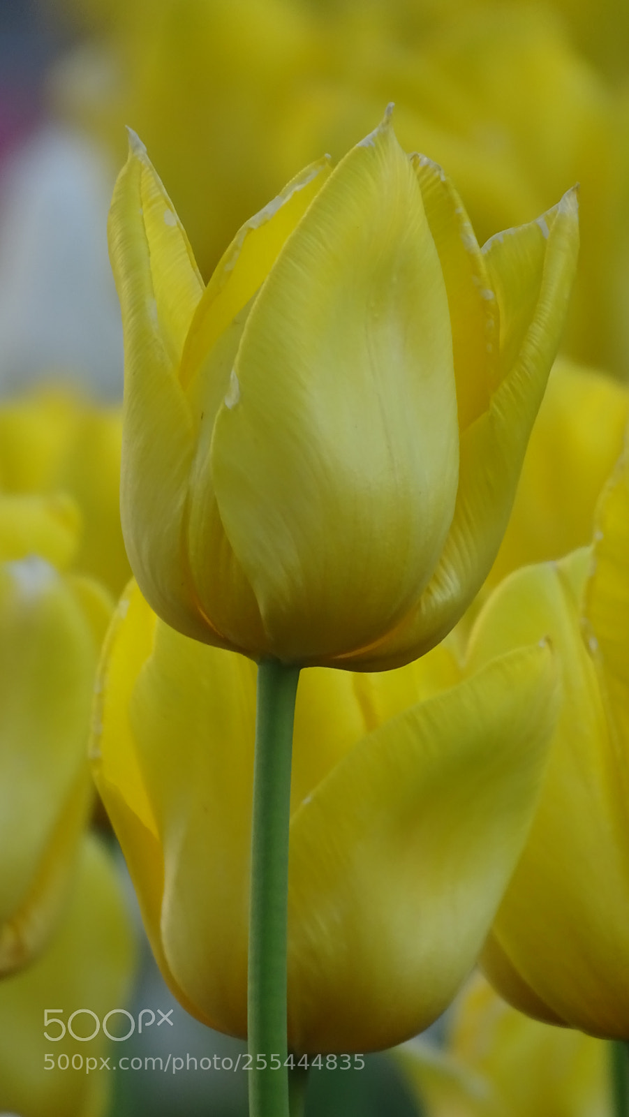 Sony Cyber-shot DSC-HX400V sample photo. Yellow queen photography