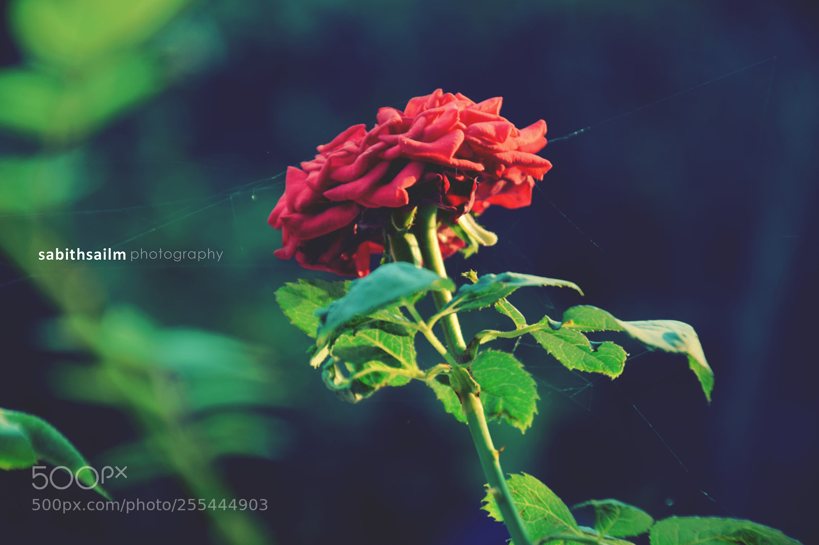 Nikon D3300 sample photo. Happiness is morning photography