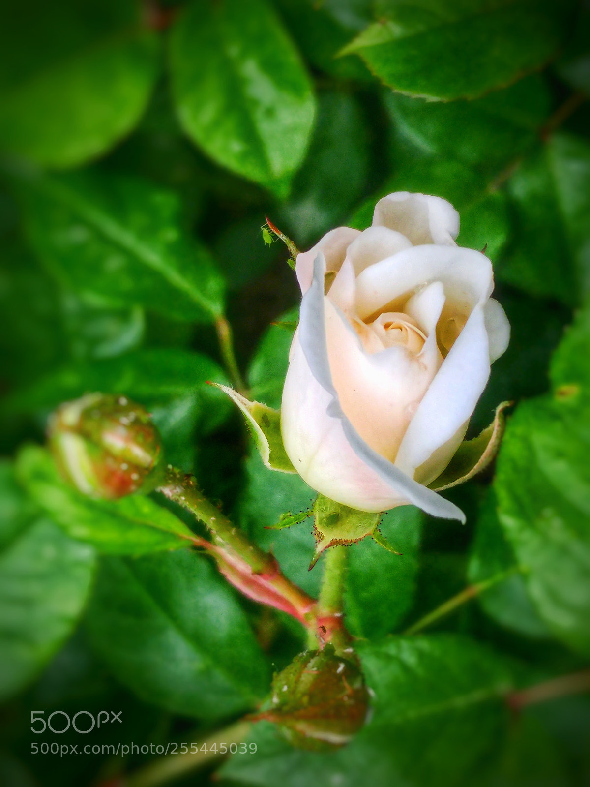 LG G5 sample photo. زندگی photography