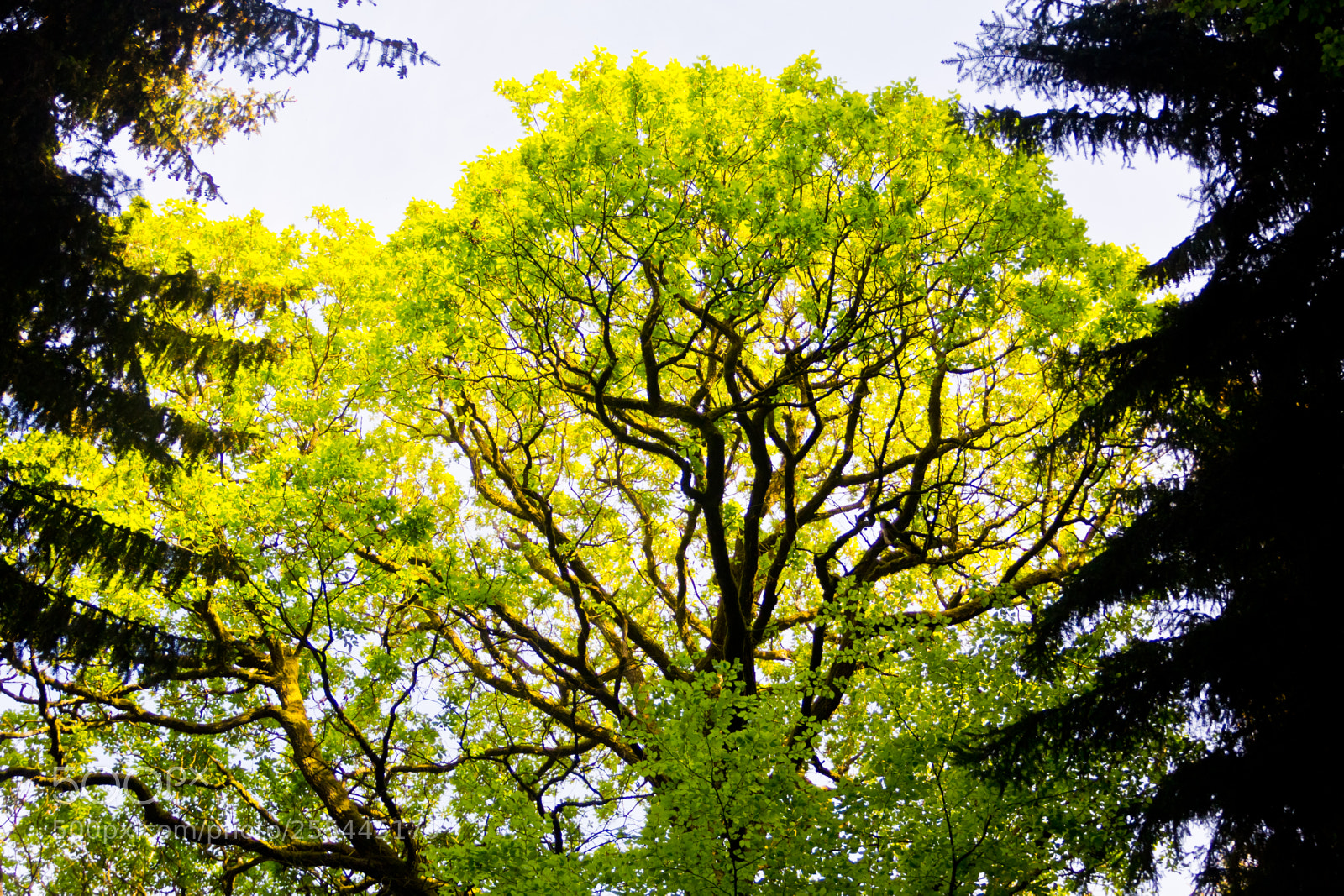 Canon EOS 60D sample photo. Fresh green between darkness photography