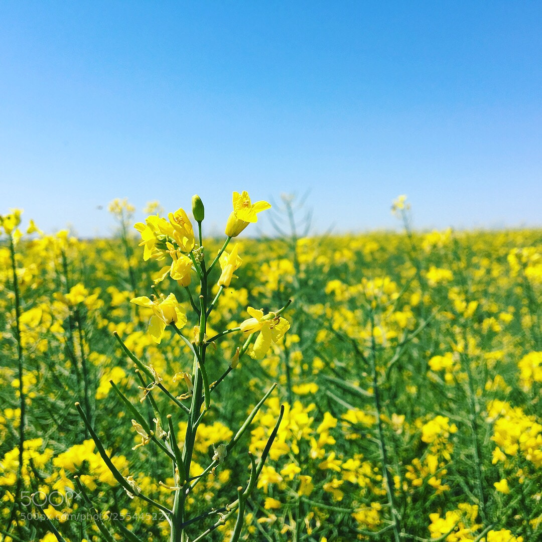Apple iPhone 6s sample photo. Yellow land photography
