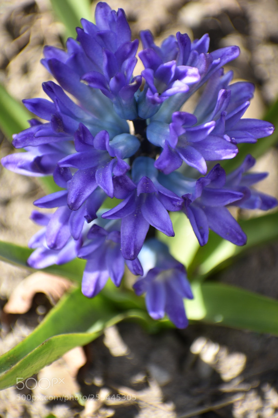 Nikon D3400 sample photo. Spring color photography