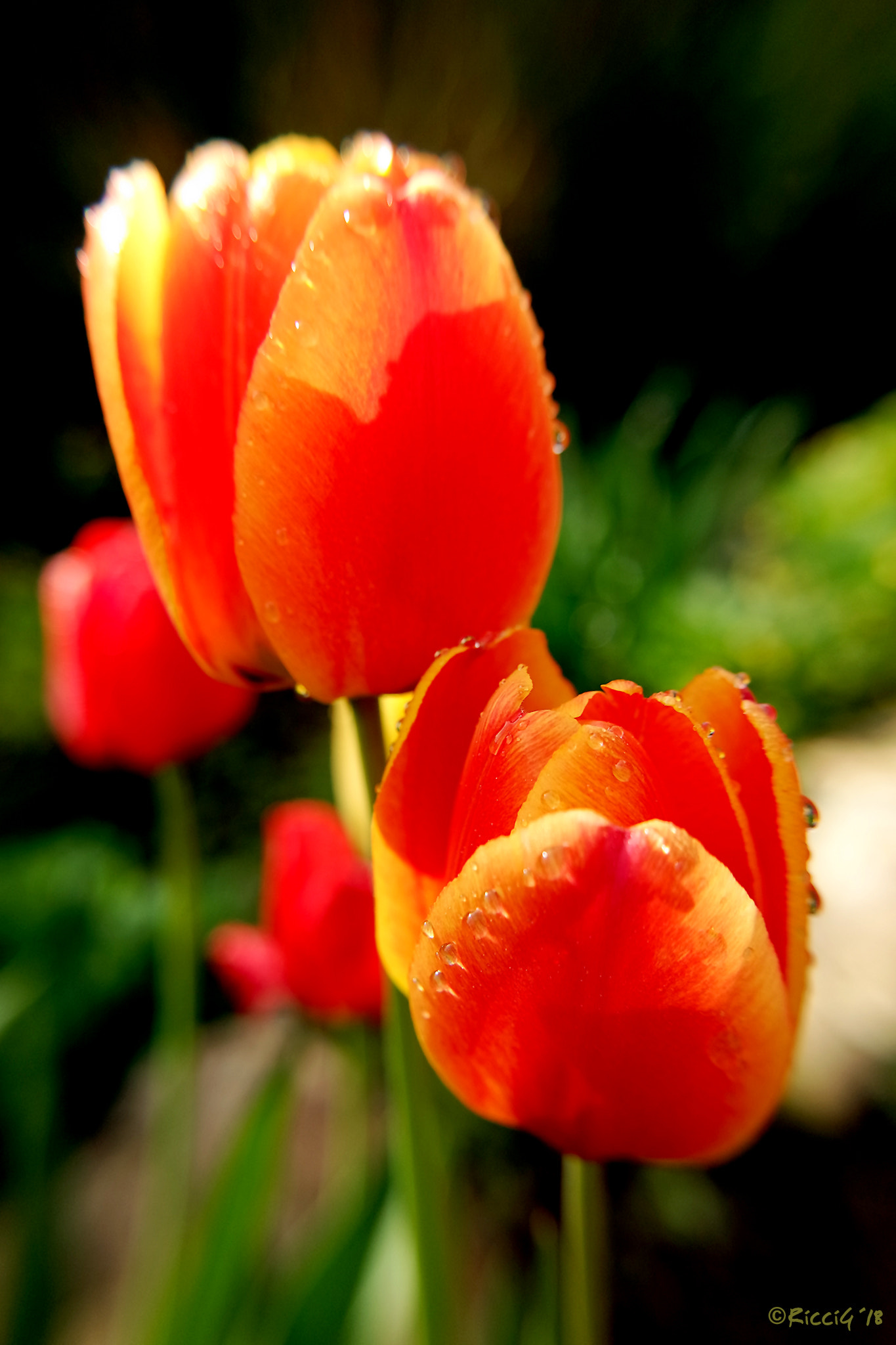 Samsung NX3300 sample photo. Wet tulips photography