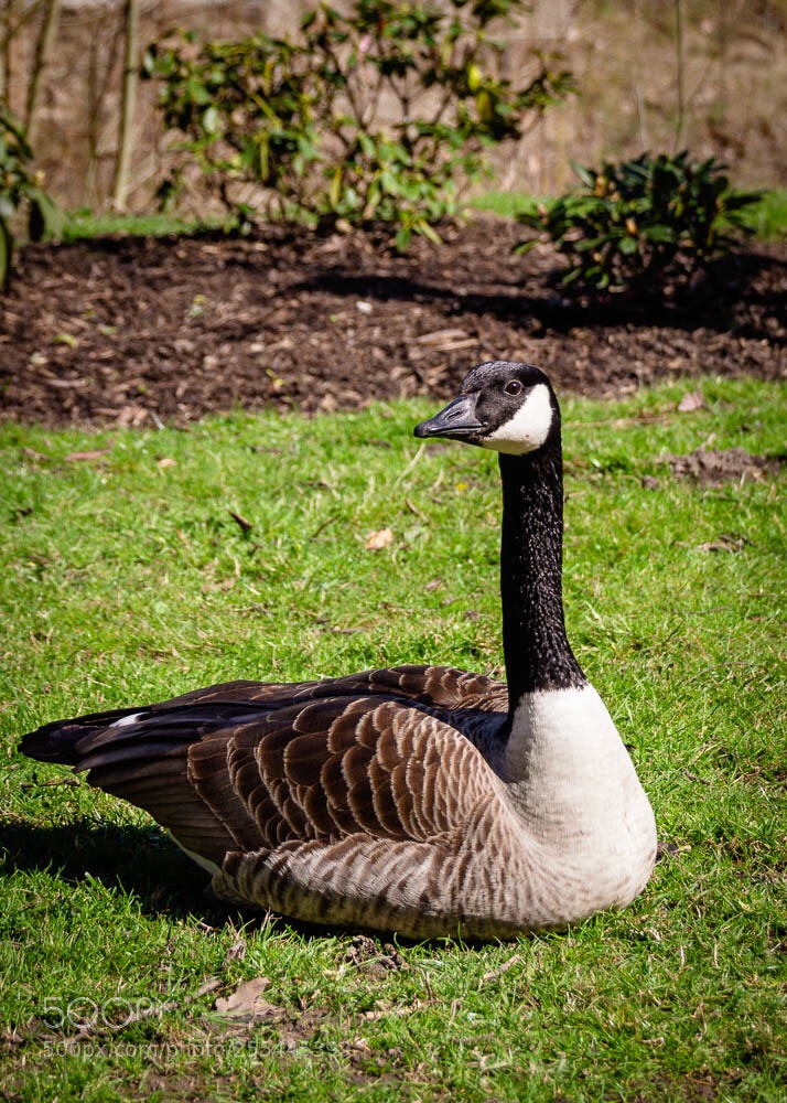 Canon EOS 700D (EOS Rebel T5i / EOS Kiss X7i) sample photo. Animal  photography