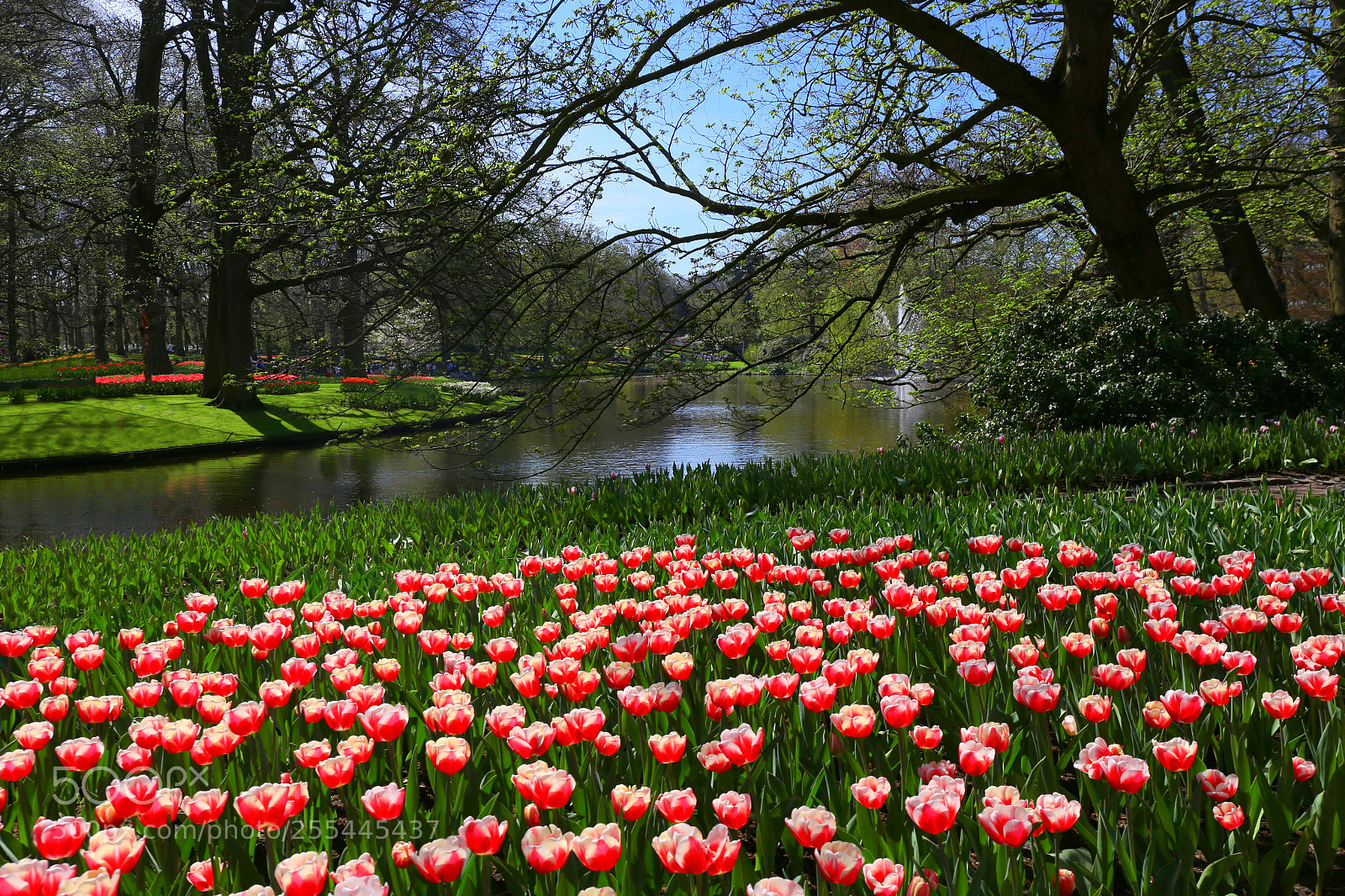 Canon EF 24-70mm F4L IS USM sample photo. Keukenhof photography
