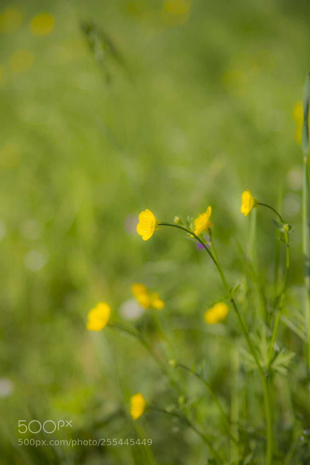 Canon EOS 6D sample photo. Flowers photography