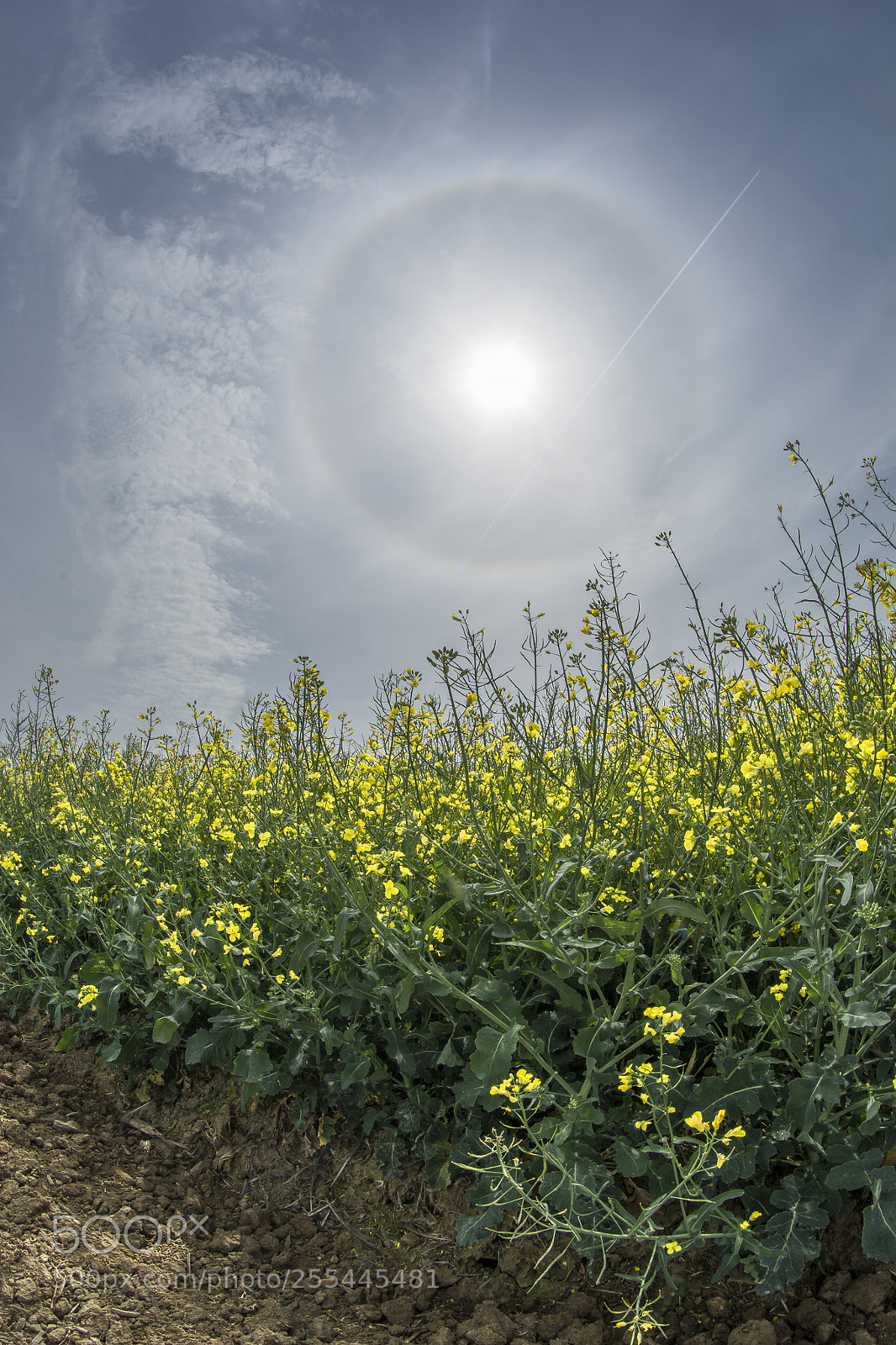 Nikon D7100 sample photo. Halo photography