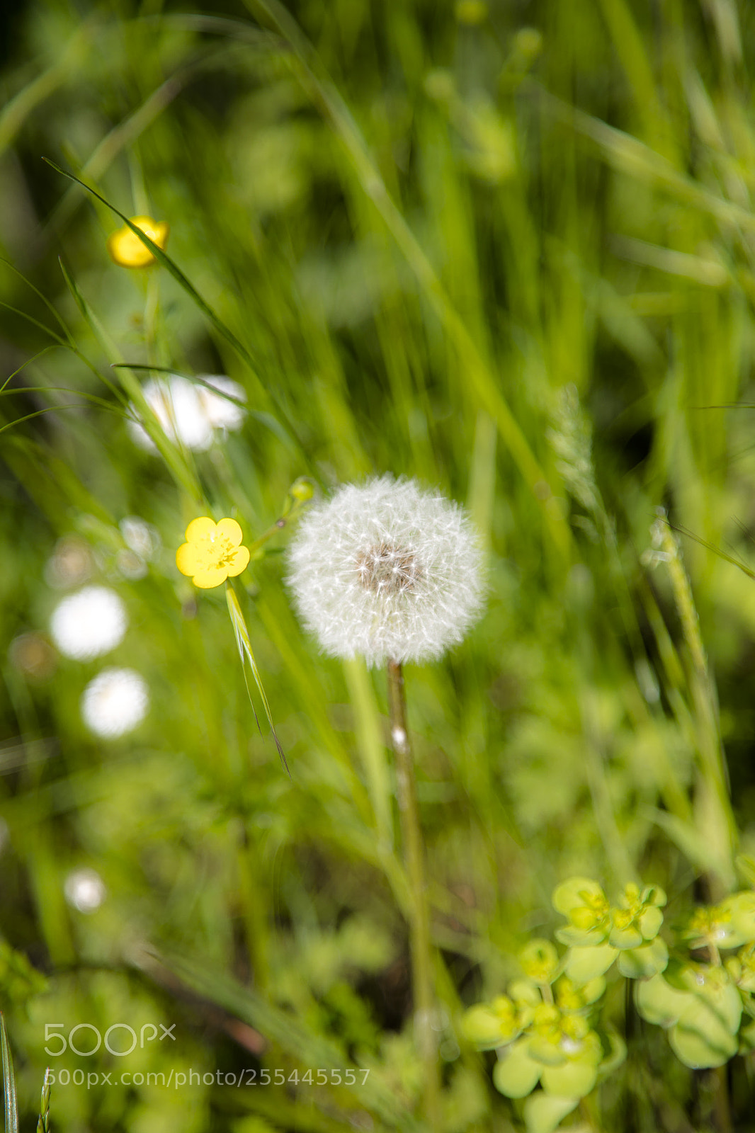 Canon EOS 6D sample photo. Flower ball photography