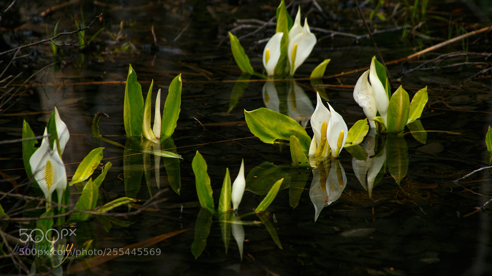 Canon EOS 6D sample photo. Flower in pond photography