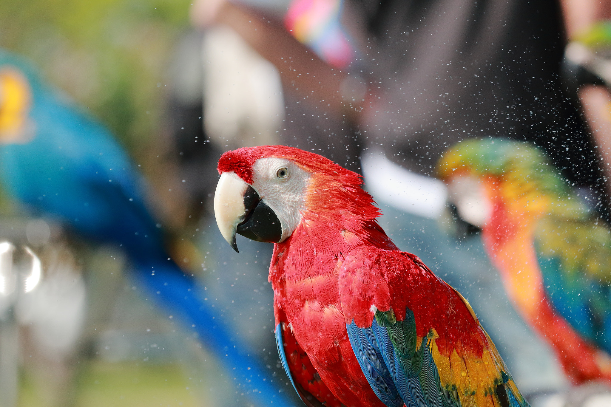 Canon EOS 70D + Canon EF 70-200mm F4L IS USM sample photo. Img_2342m parrot. オウム. 金剛鸚鵡. photography