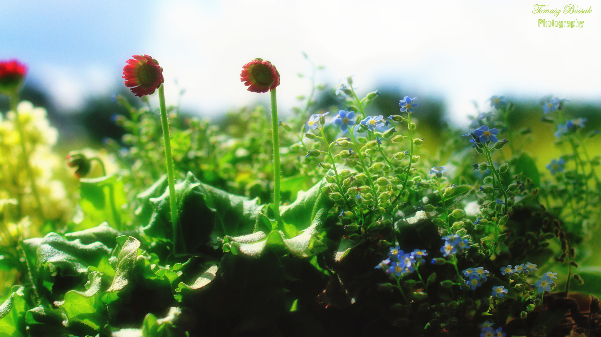 Sony Alpha DSLR-A450 sample photo. My garden photography