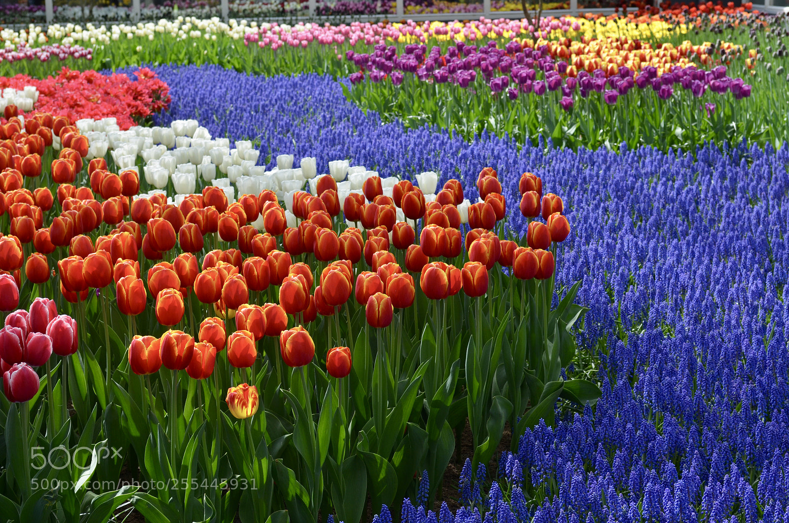 Nikon D5100 sample photo. Keukenhof gardens photography