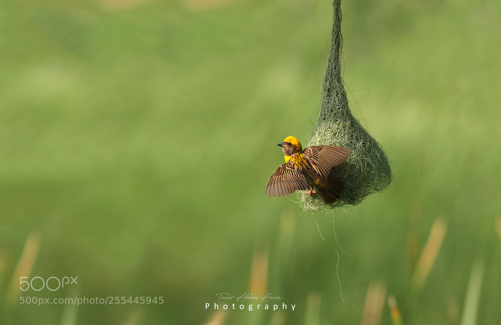 Canon EOS 40D sample photo. Baya weaver hanging with photography