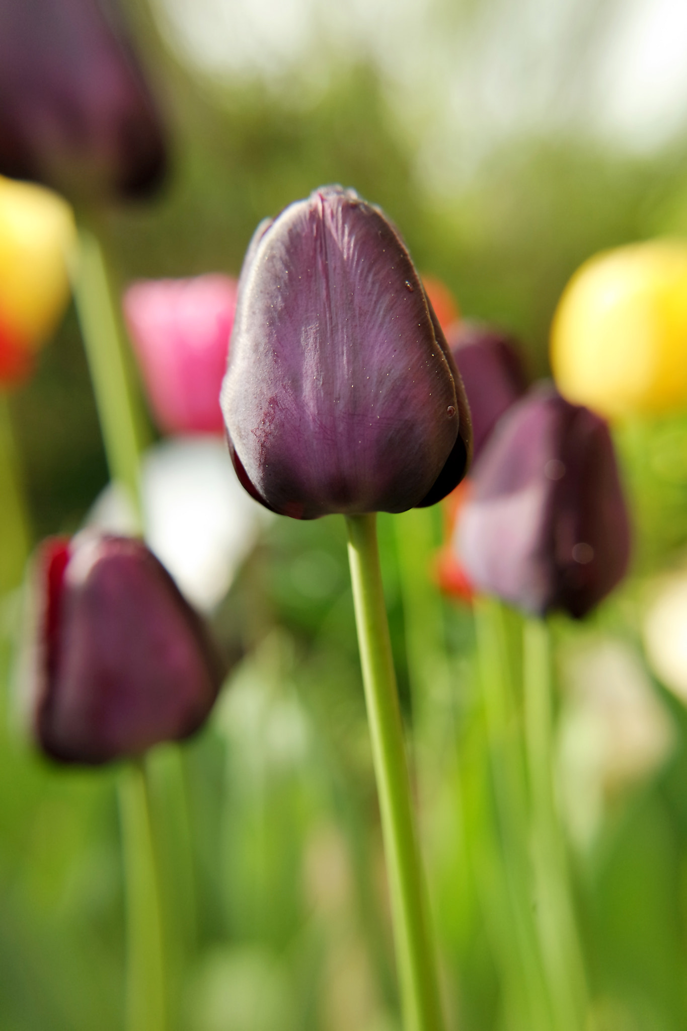 Samsung NX3300 sample photo. Dark tulip photography