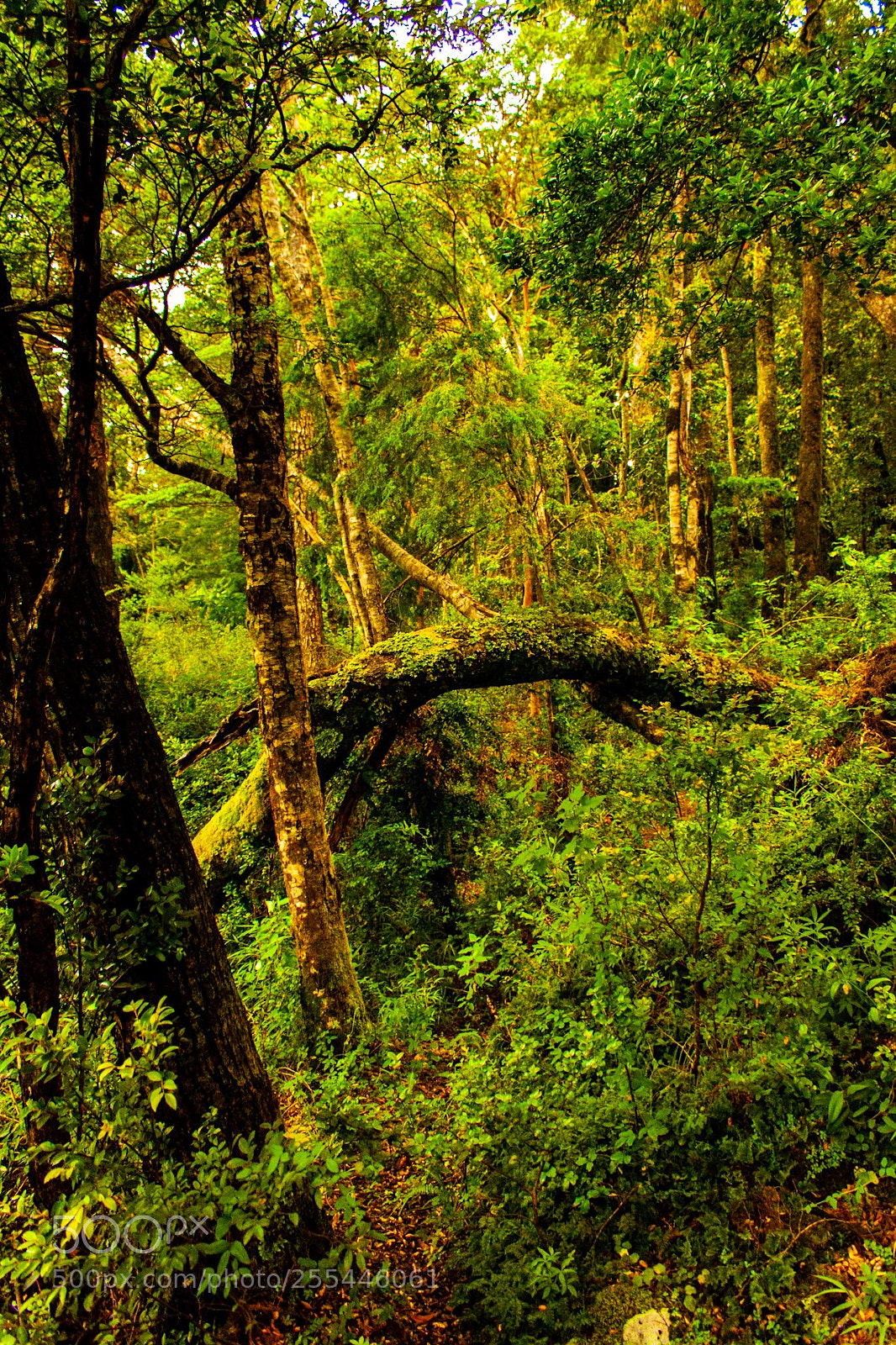 Canon EOS 450D (EOS Rebel XSi / EOS Kiss X2) sample photo. Deep forest photography