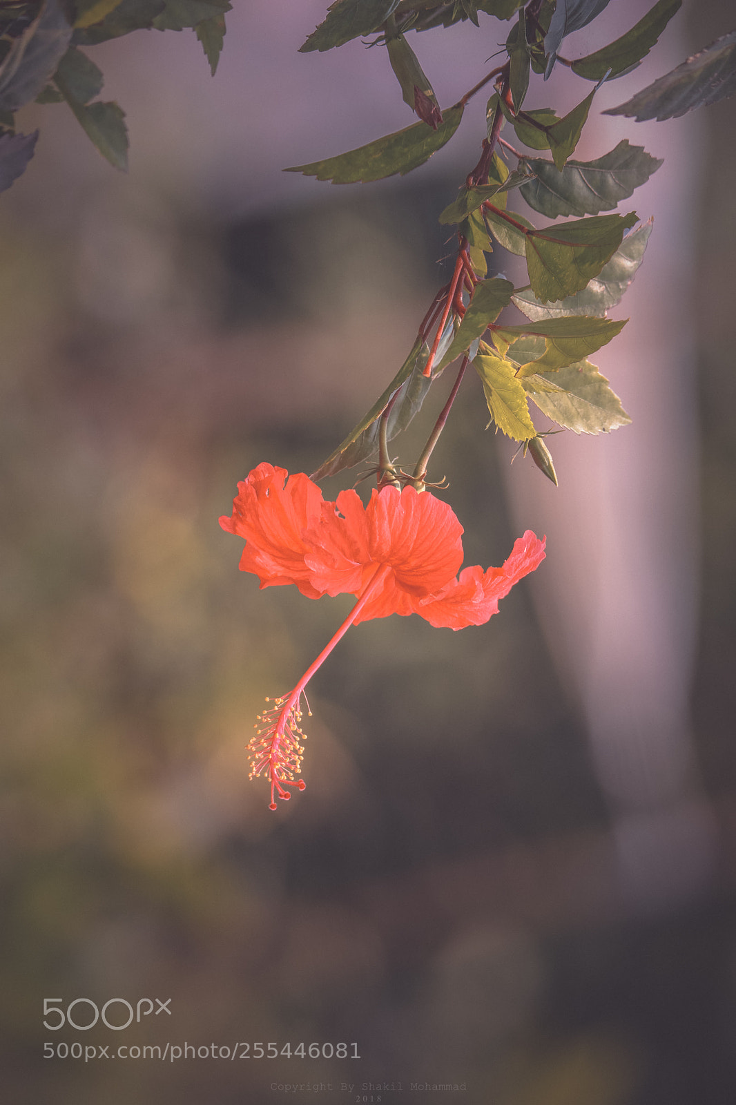 Canon EOS 80D sample photo. Untitled photography