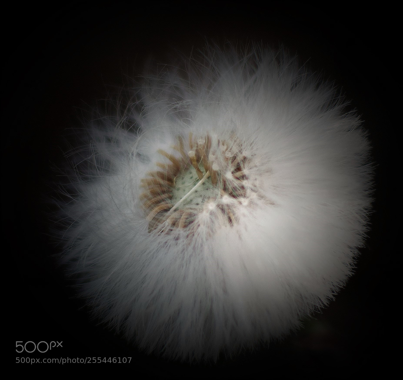 Nikon D3300 sample photo. The dandelion... photography