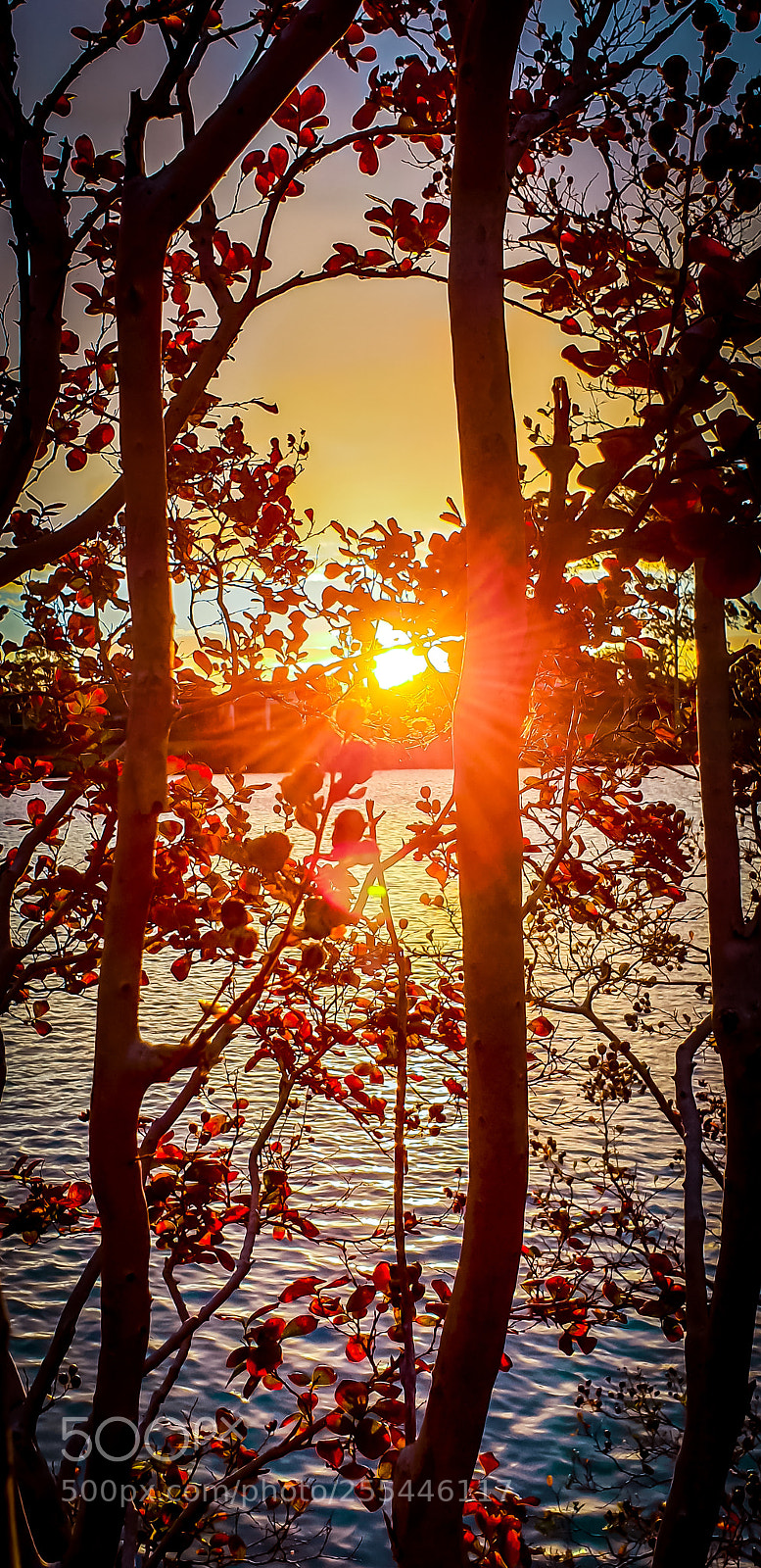 Samsung Galaxy S9+ sample photo. Through the trees photography