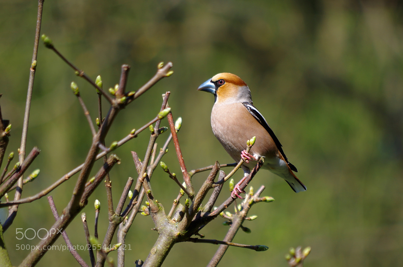 Pentax K-500 sample photo. Beautiful hawfinch photography