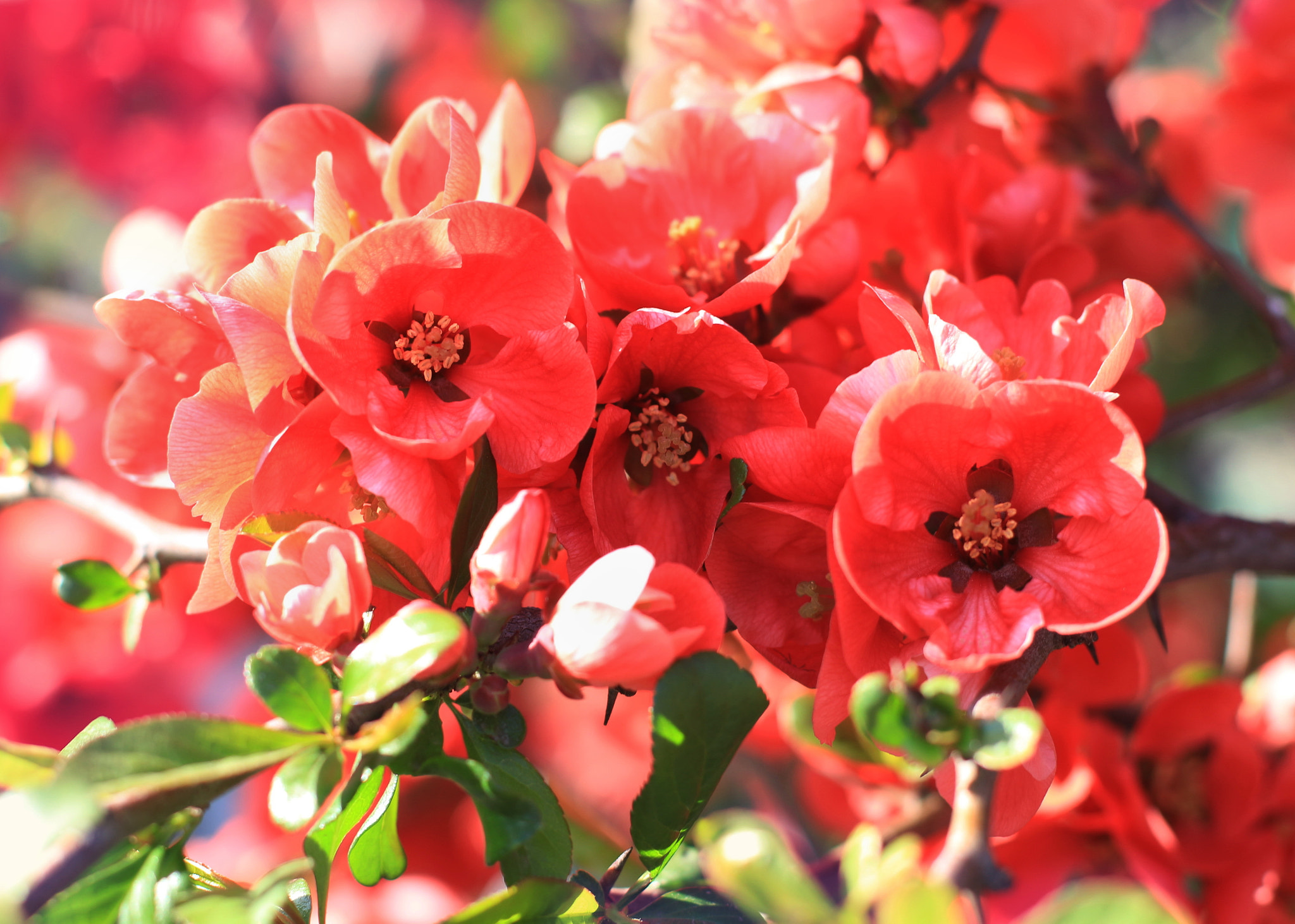 Canon EOS 650D (EOS Rebel T4i / EOS Kiss X6i) sample photo. Quince japanese photography