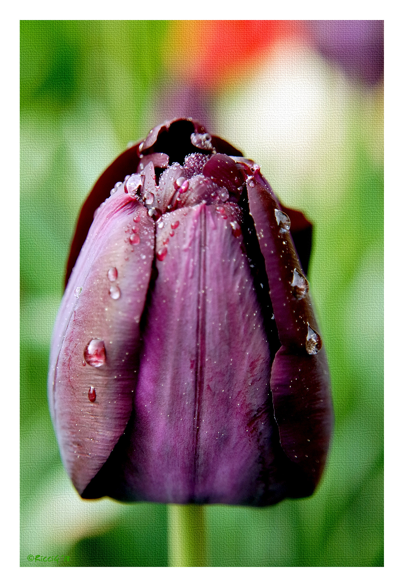 Samsung NX3300 sample photo. Dark tulip after the rainy night photography