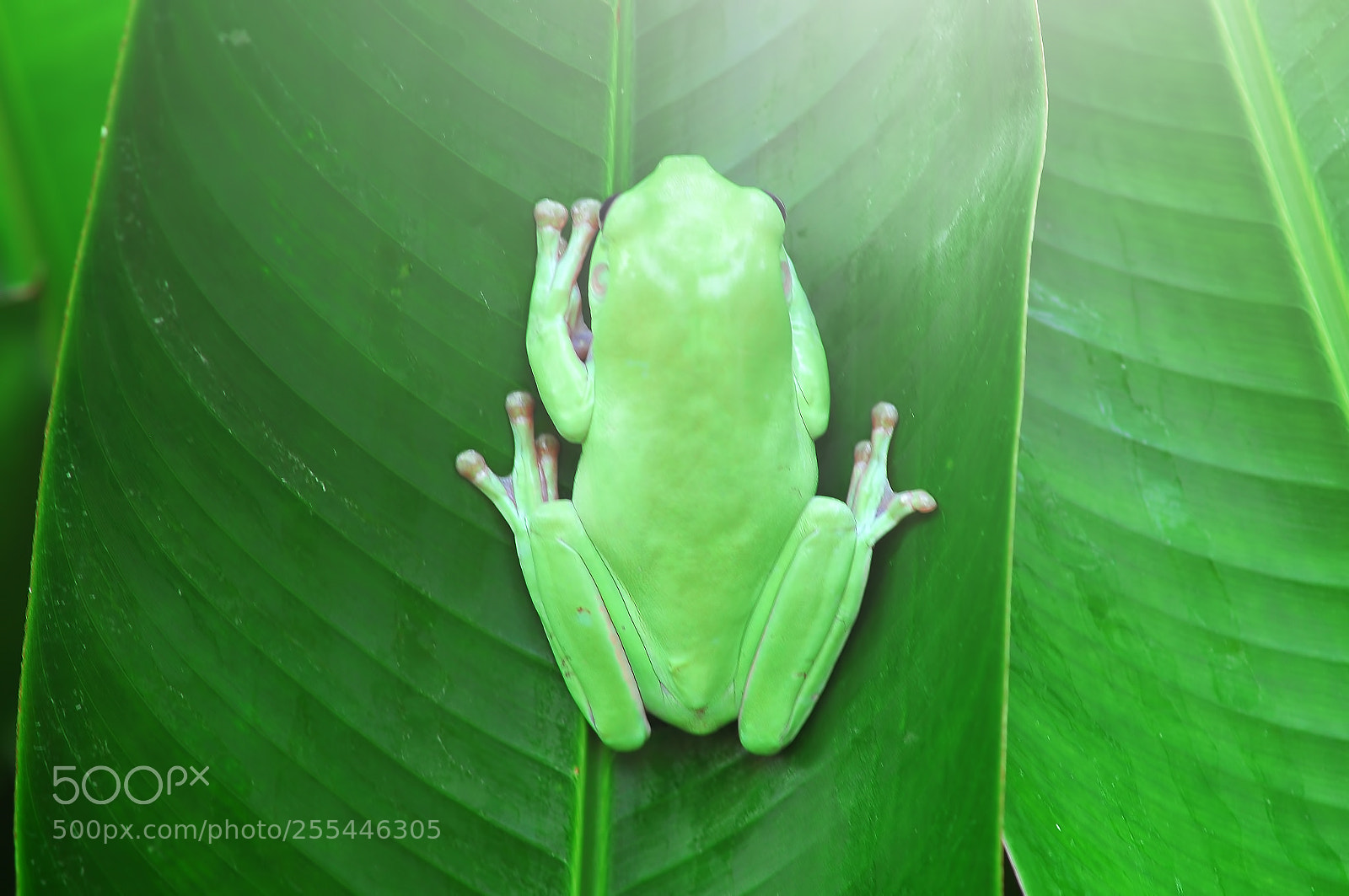 Nikon D90 sample photo. Tree frog on the photography