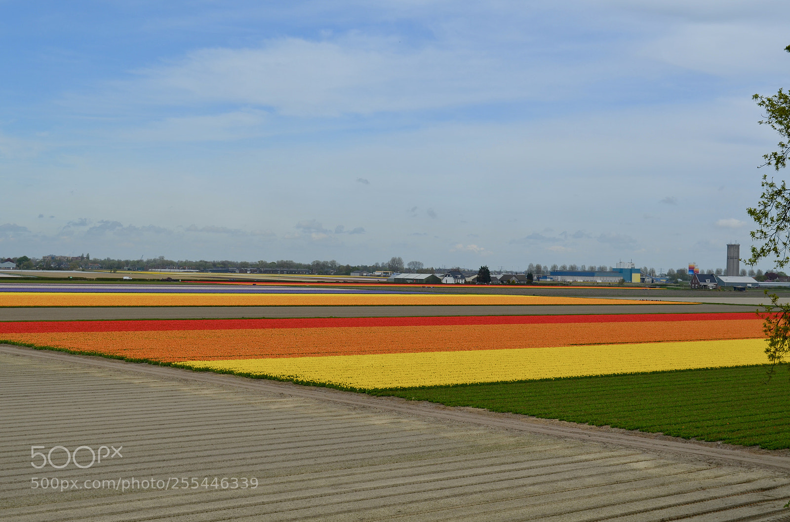 Nikon D5100 sample photo. Tulip fields photography