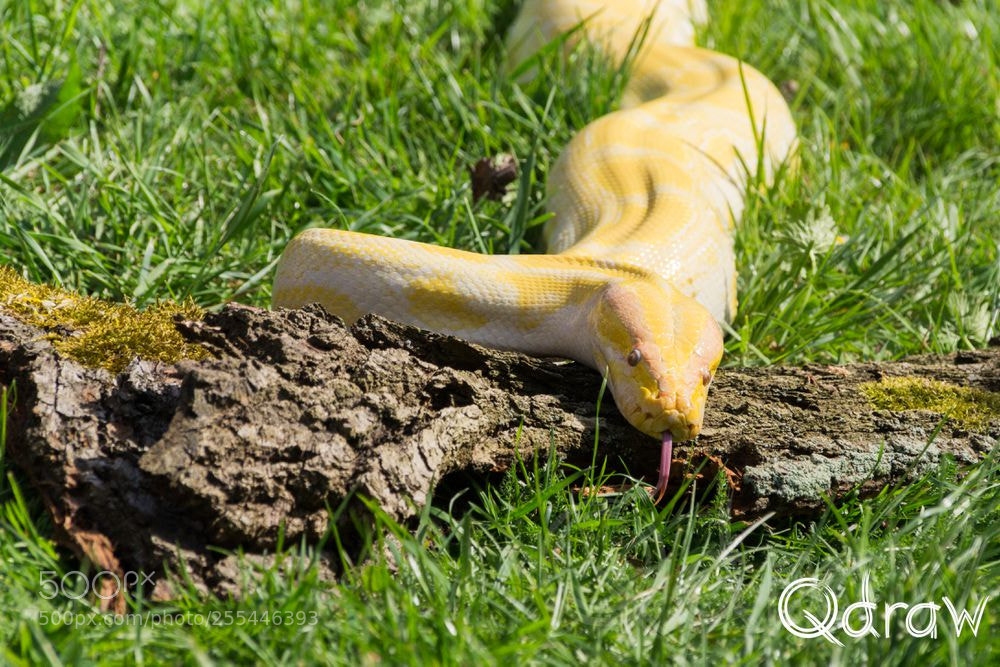 Sony SLT-A58 sample photo. Python photography