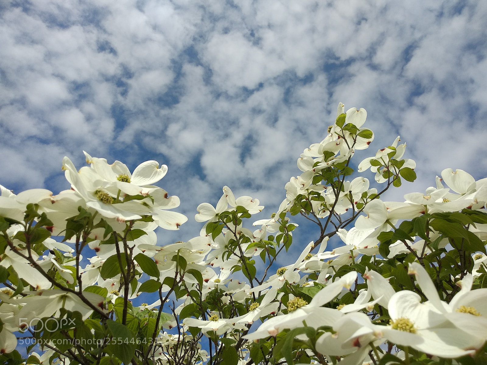 Xiaomi Mi A1 sample photo. Beauty of spring photography