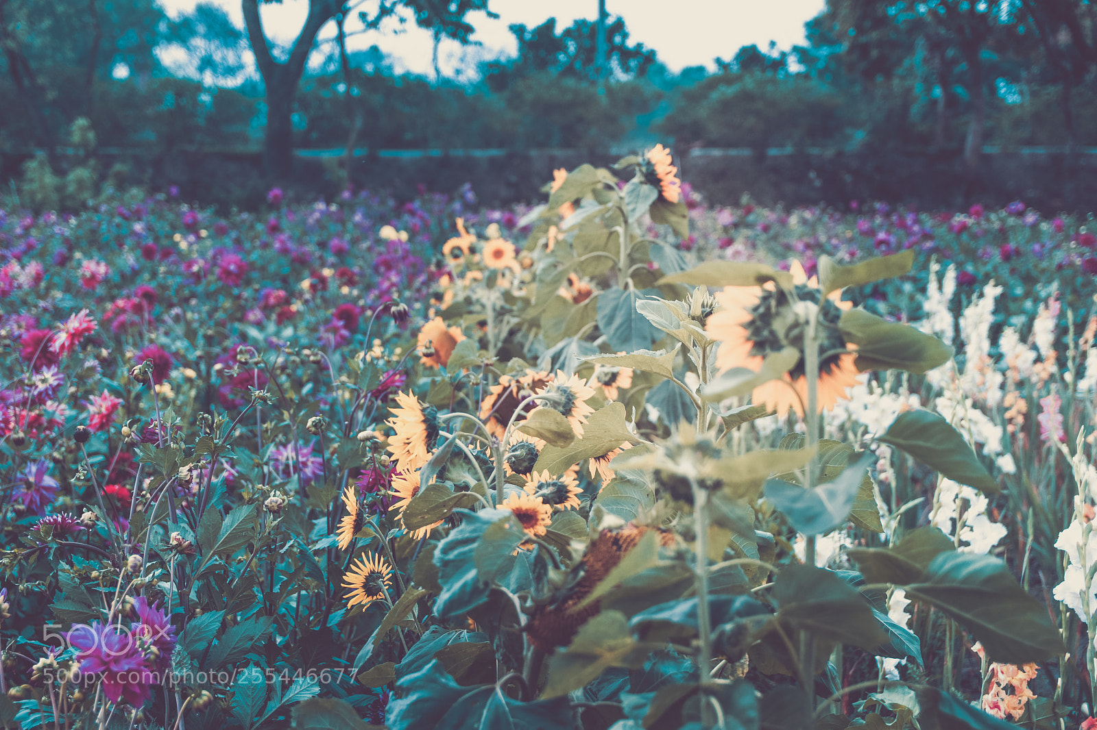 Canon EOS 80D sample photo. Untitled photography