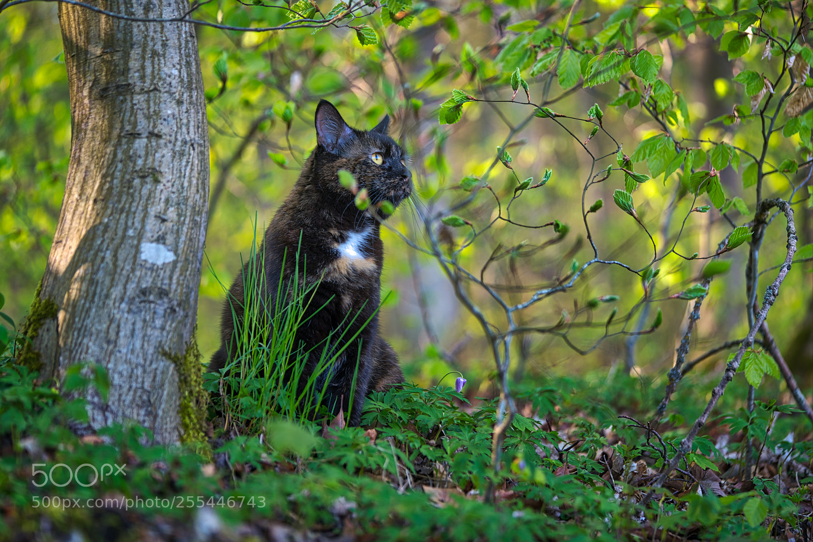 Sony a7R III sample photo. Dreaming in the forest photography