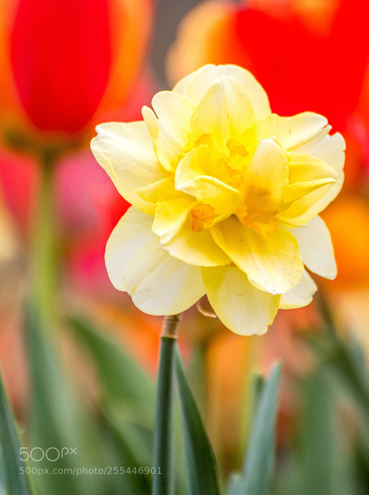 Nikon D500 sample photo. Daffodil photography