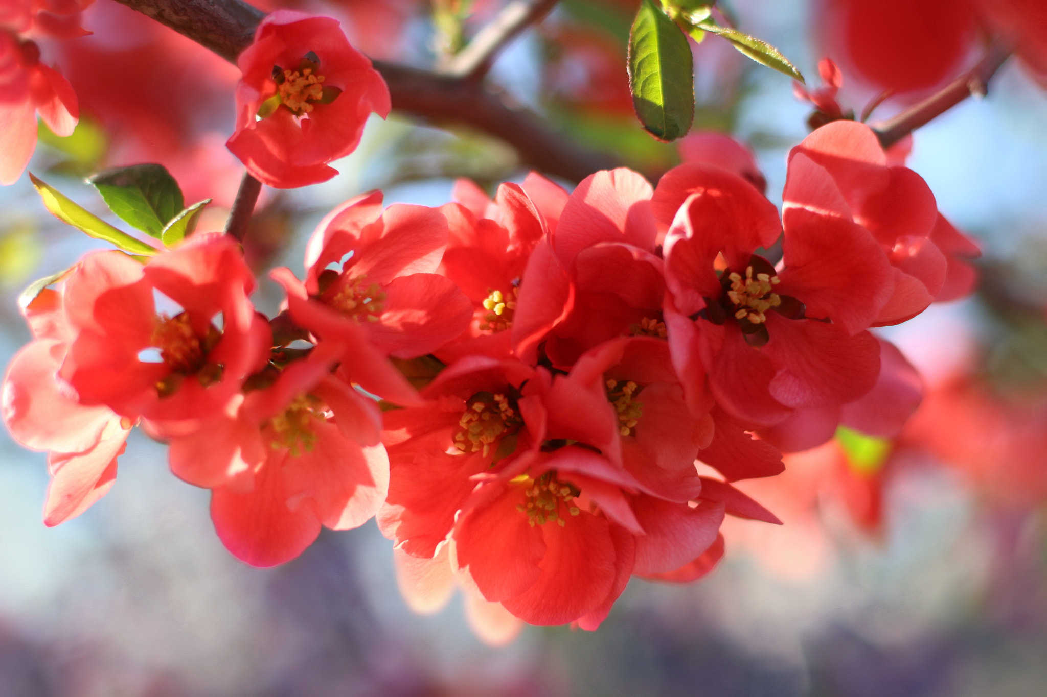 Canon EOS 650D (EOS Rebel T4i / EOS Kiss X6i) sample photo. Japonica photography