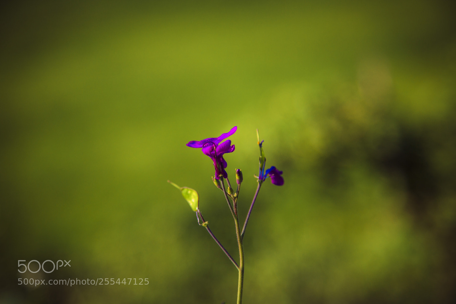 Canon EOS 6D sample photo. Violet... photography