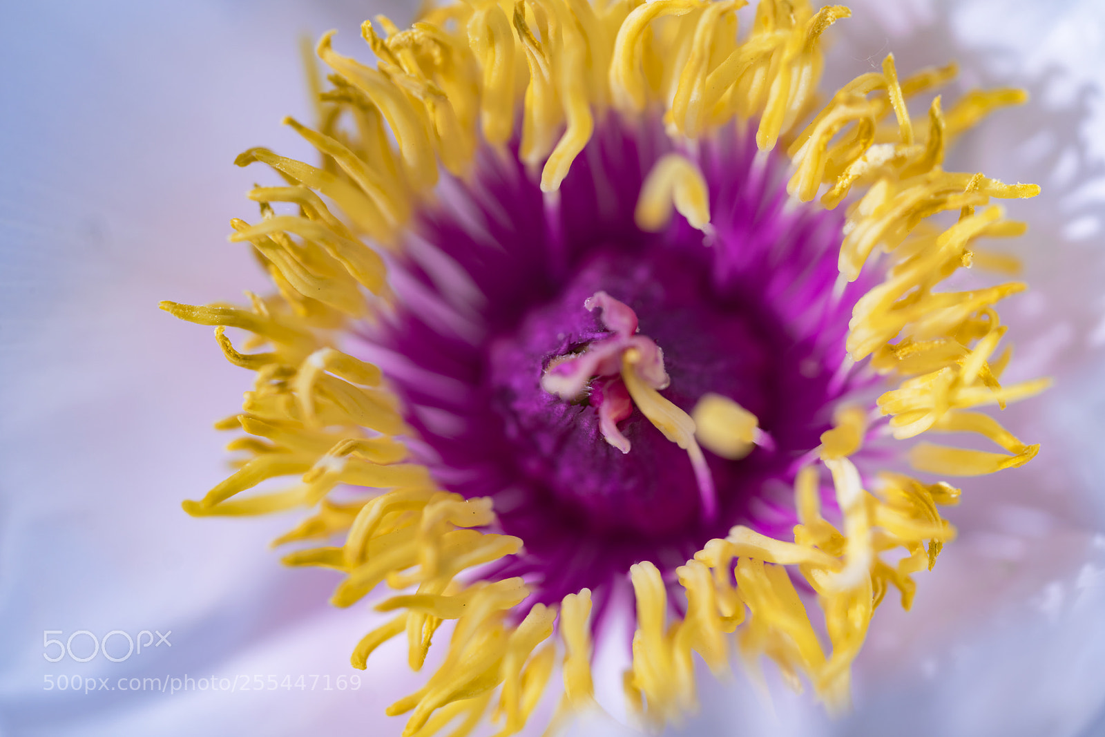 Sony a7R II sample photo. Bud photography
