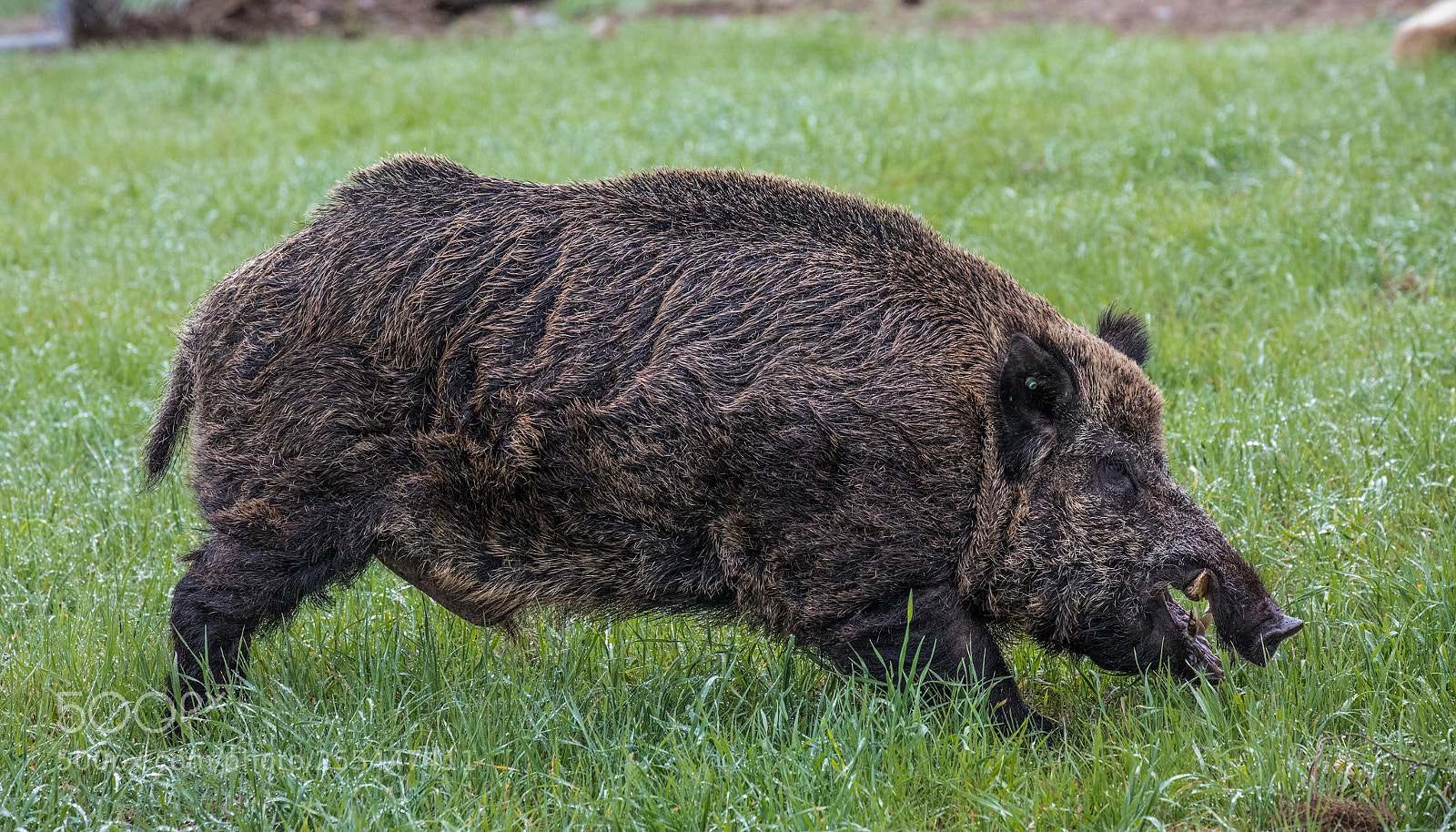 Canon EOS 5D Mark IV sample photo. Wild boar photography