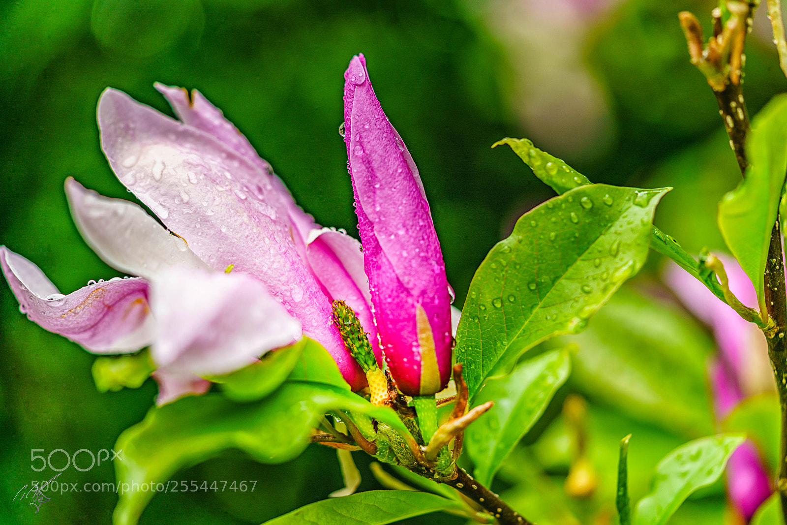 Sony a7R II sample photo. Magnolia april photography