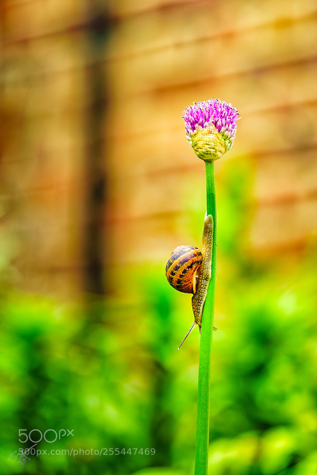 Sony a7R II sample photo. Snail and flower april photography