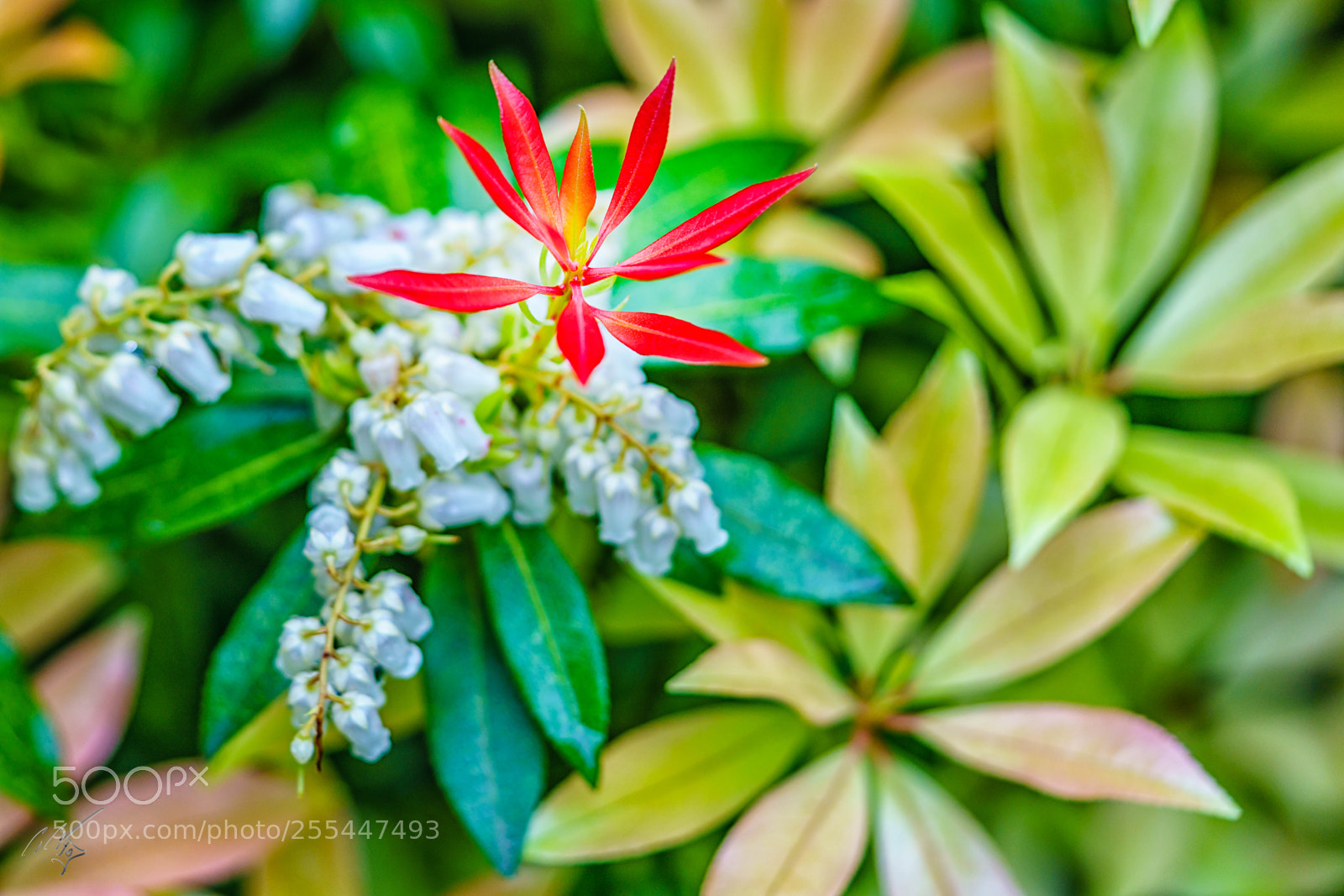 Sony a7R II sample photo. Sun burst april photography