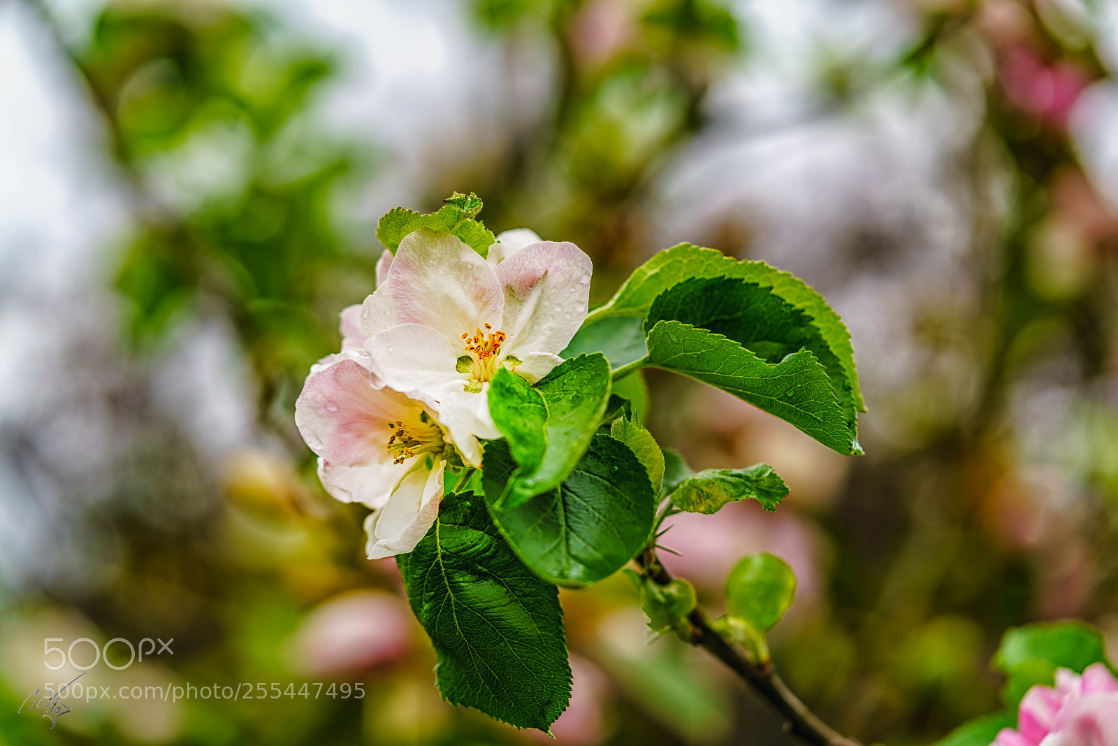 Sony a7R II sample photo. Apple blossom april photography