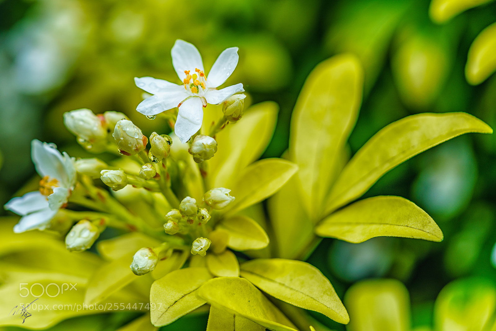Sony a7R II sample photo. White and rain april photography