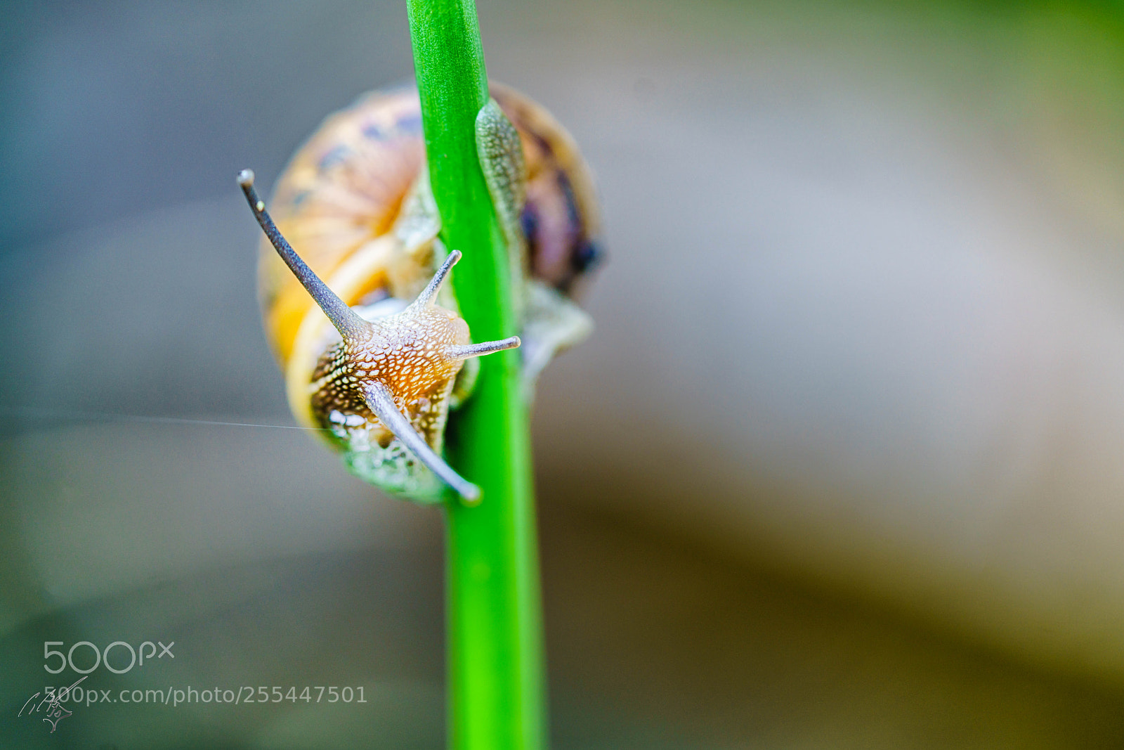 Sony a7R II sample photo. Snail and flower april photography