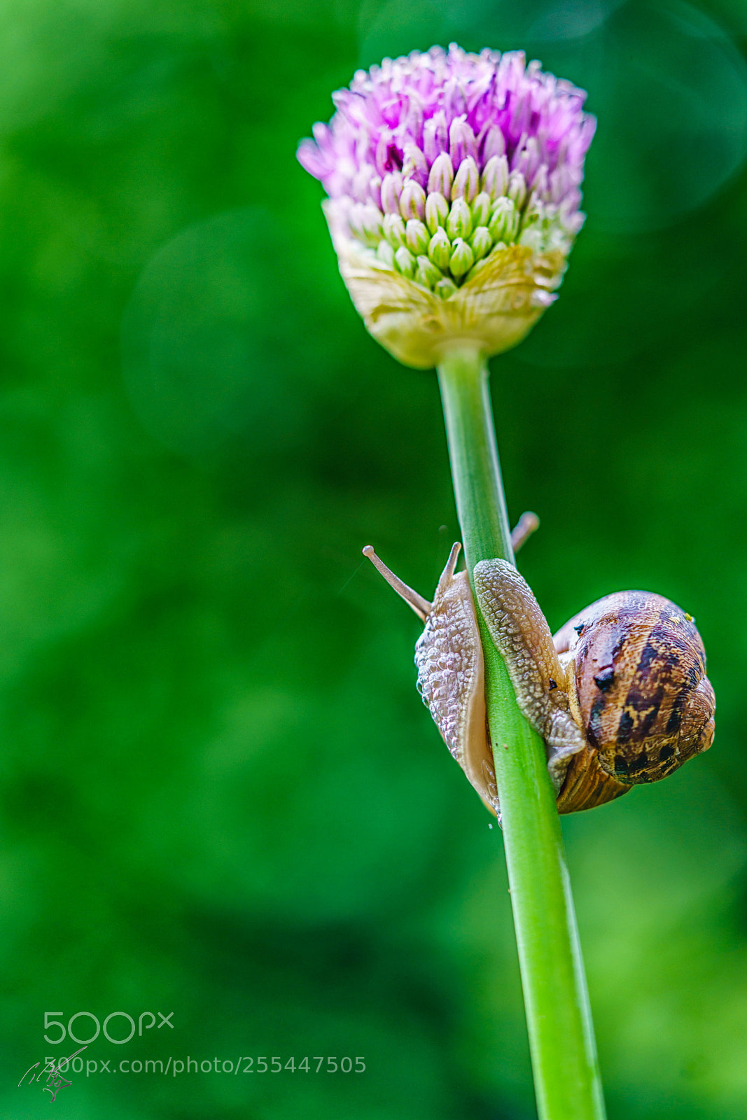 Sony a7R II sample photo. Snail and flower april photography