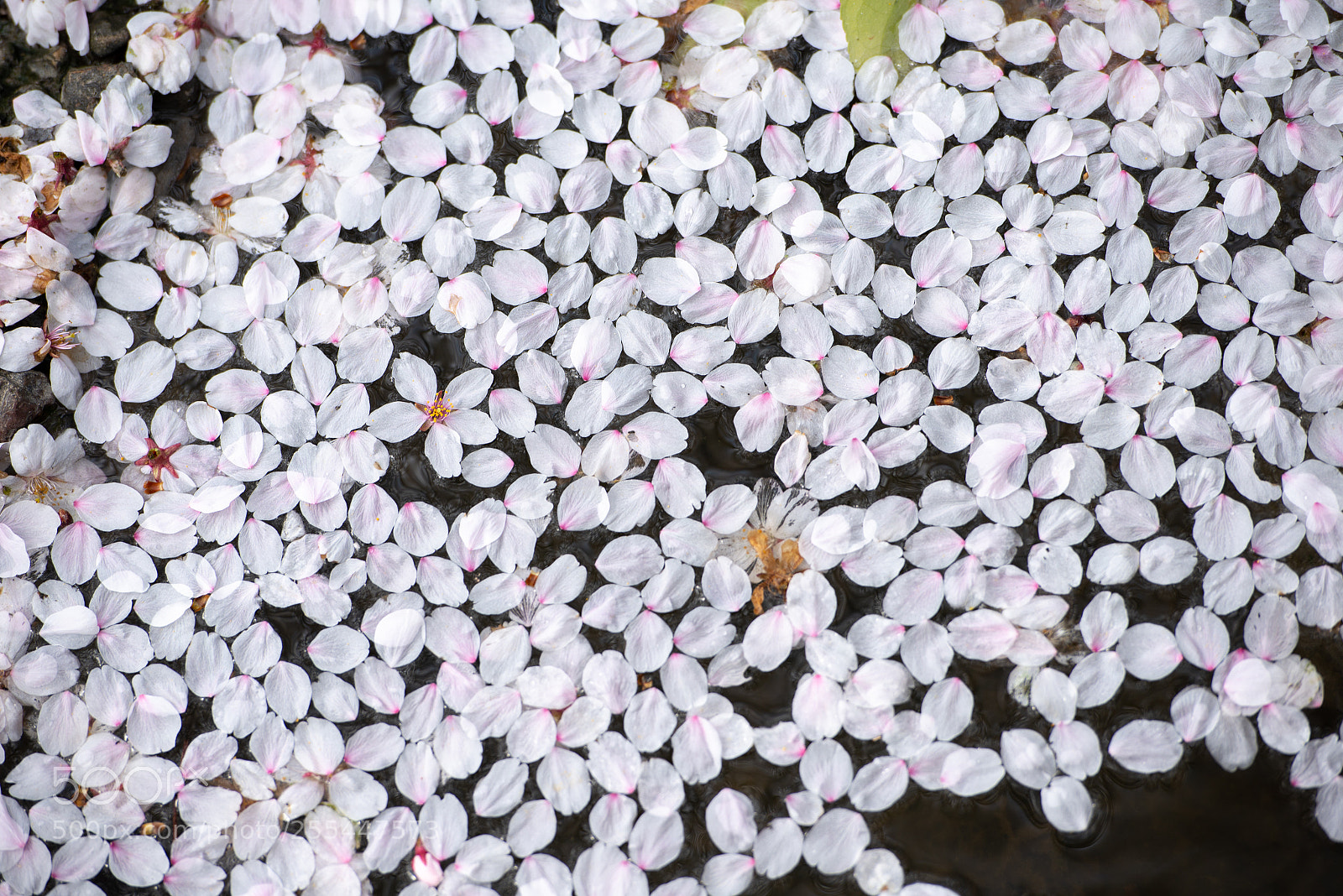 Nikon D600 sample photo. Petals photography