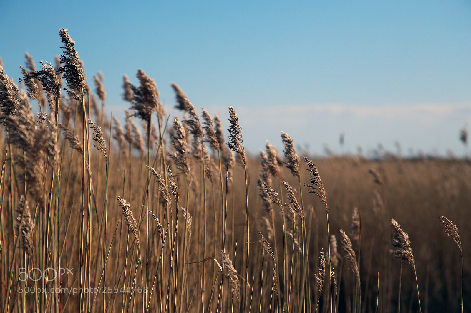 Canon EOS 6D sample photo. Wind beauty, dragor escape photography