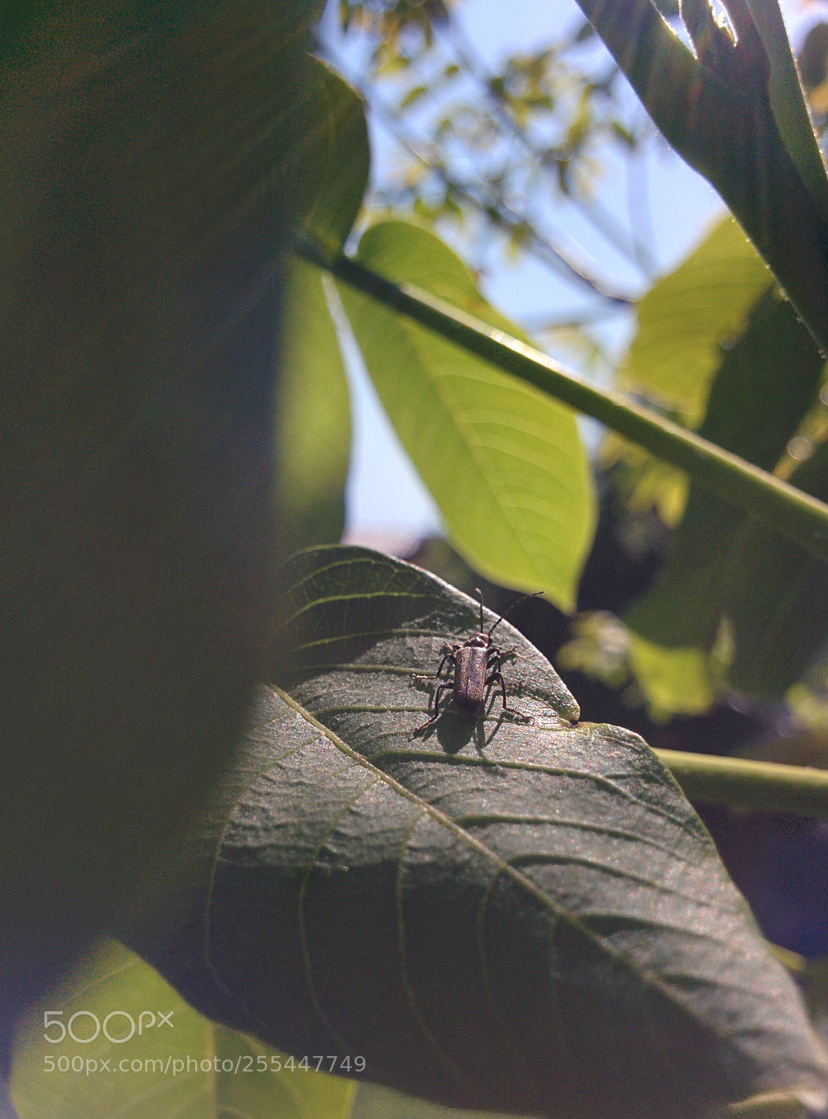 LG Nexus 5 sample photo. Sunny days photography