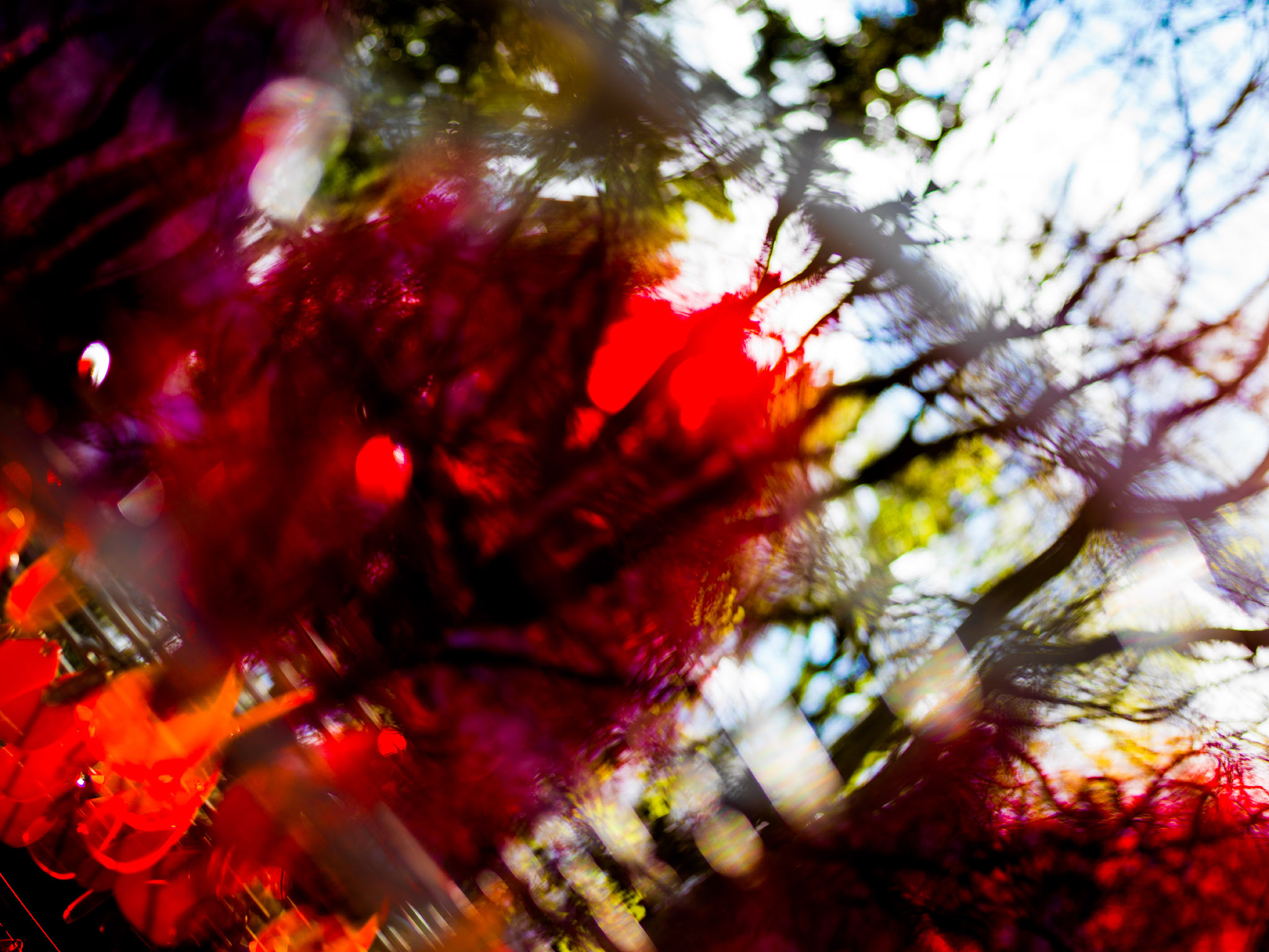 Hasselblad H3D sample photo. In the forest photography