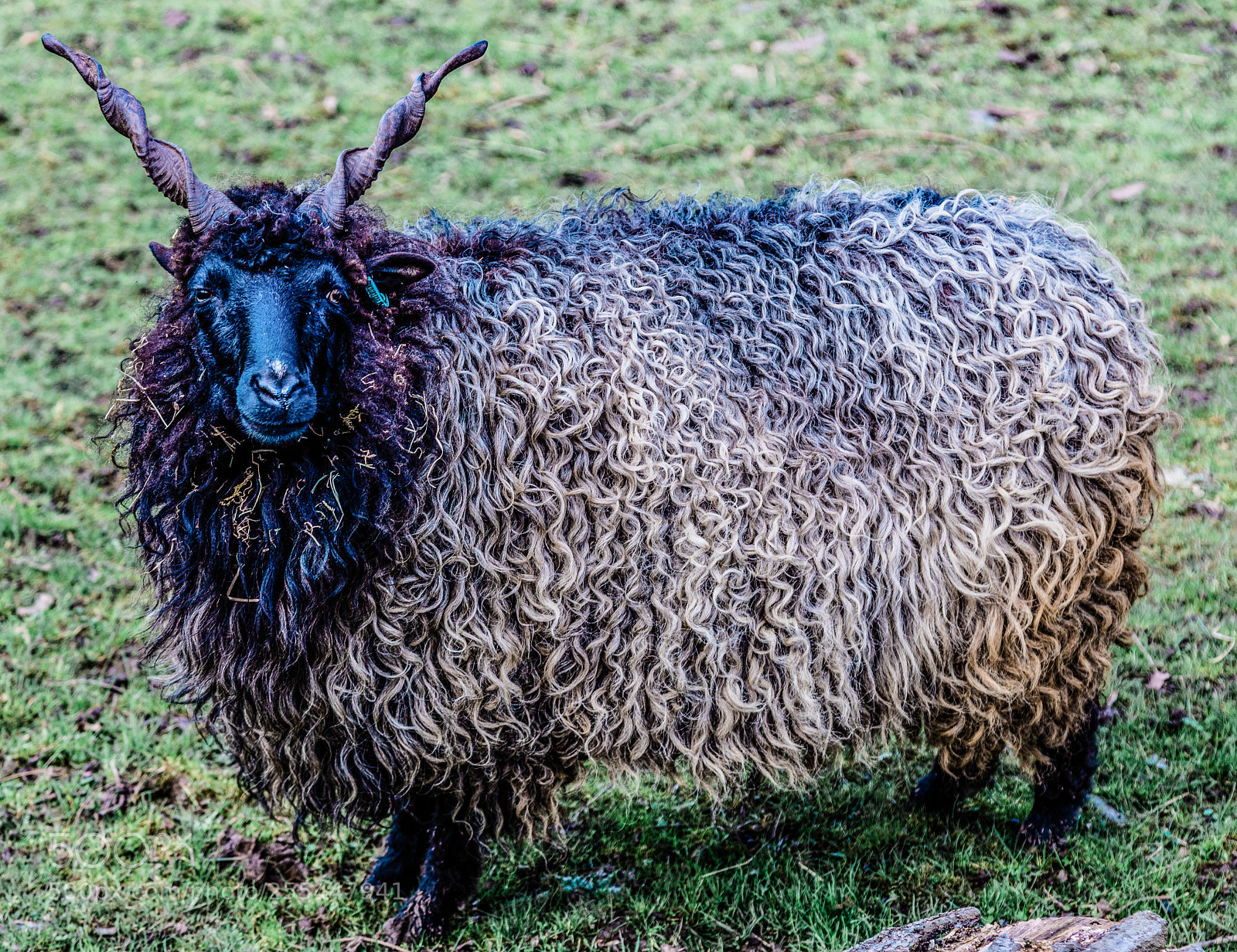 Canon EOS 5D Mark IV sample photo. Sheep photography
