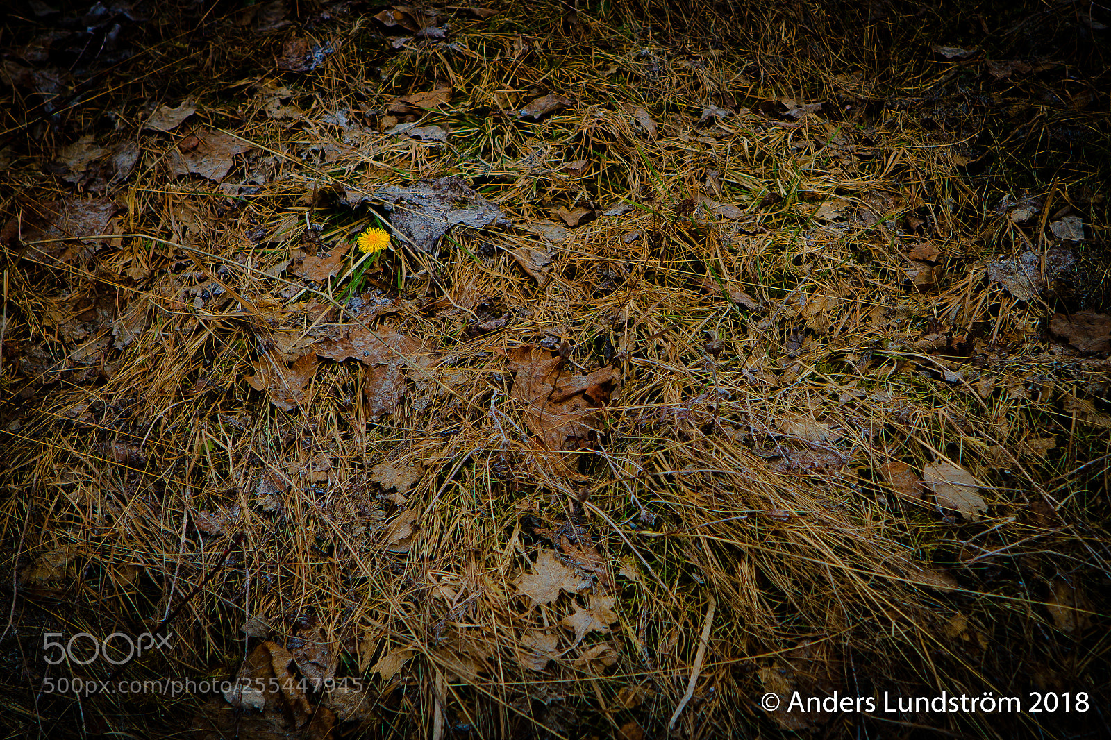 Canon EOS 7D sample photo. Ensam photography