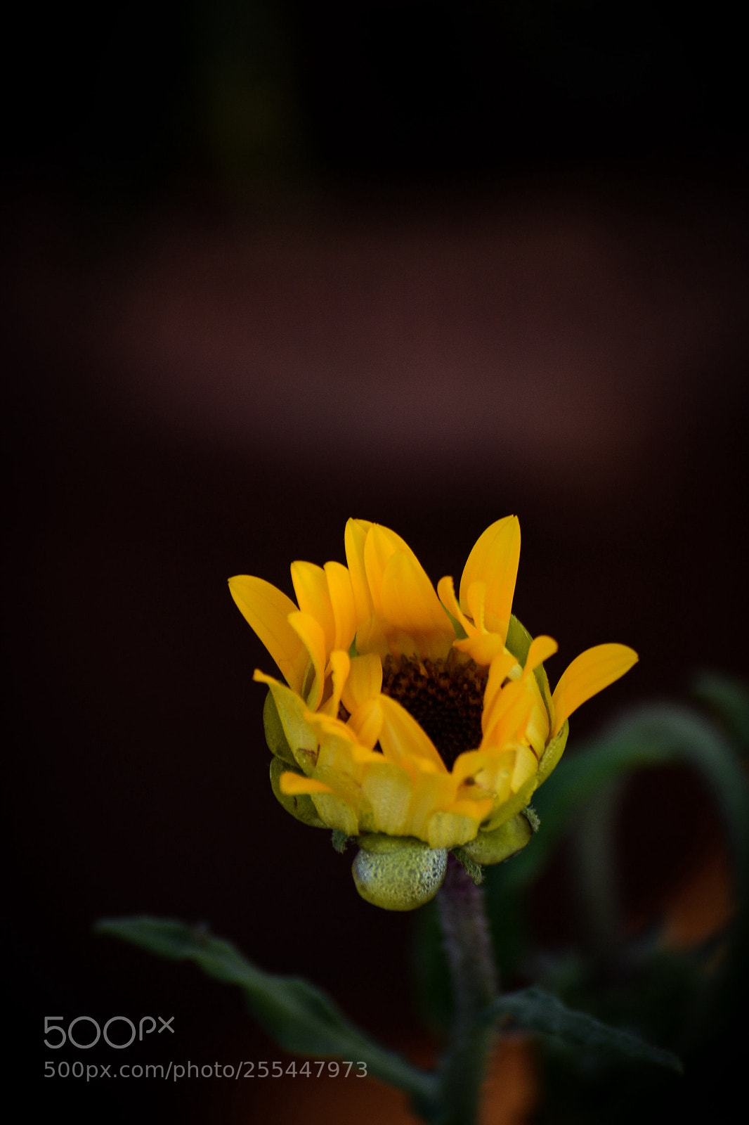 Nikon D3100 sample photo. Untitled photography